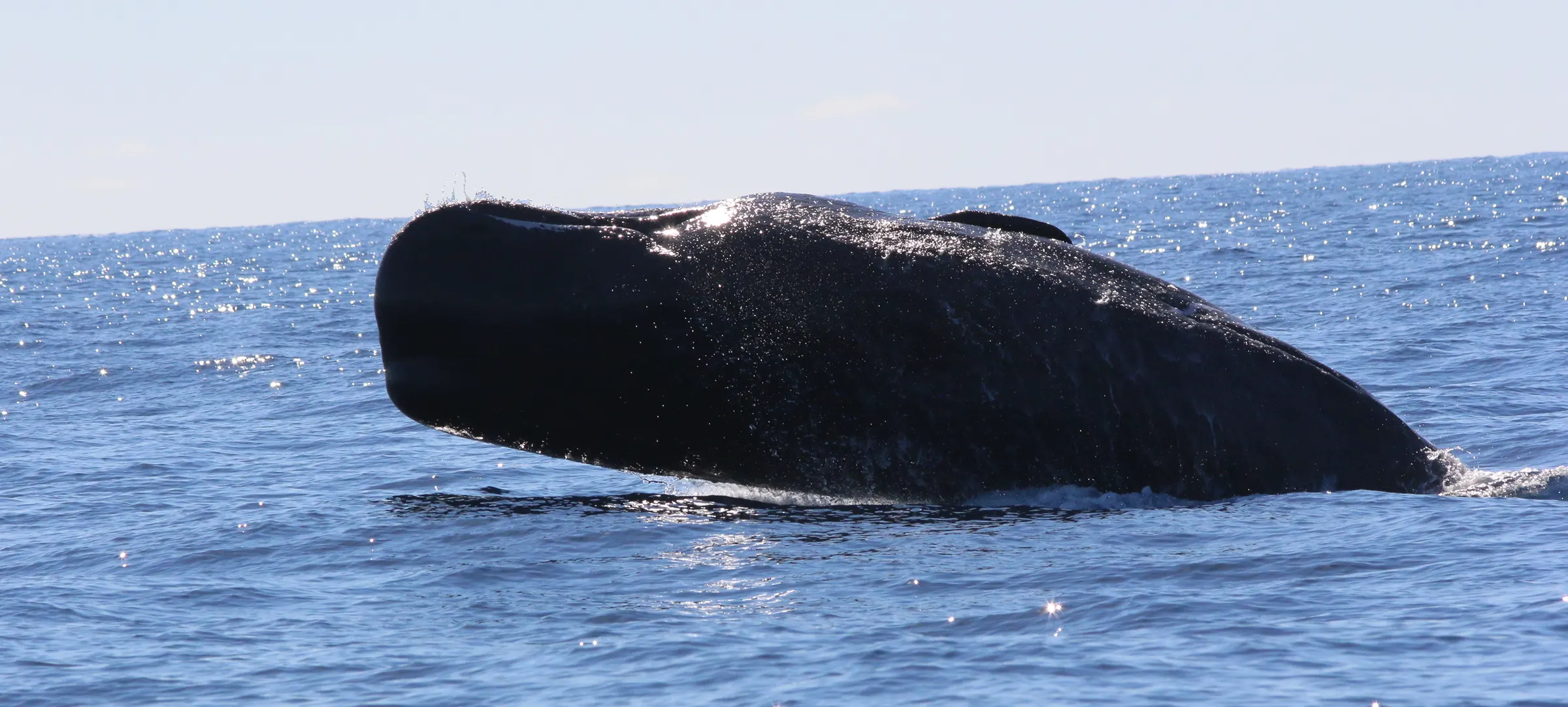 Whale breaching the ocean surface